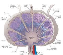 Organs And Cells Of The Immune System Part 1 Lymph Nodes Immune System Nursing Immune System