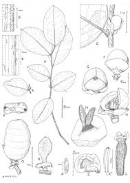 Image result for Xylopia lukei