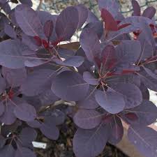 This proven winners® deciduous flowering shrub is also deer resistant. Potted Cotinus Plant Royal Purple On Sale Shop Online Now