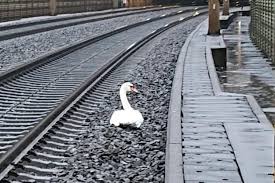 Listen to swans | soundcloud is an audio platform that lets you listen to what you love and share the sounds you create. Swan Late Mourning Bird Holds Up German Trains The Local