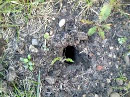 Vereinzelte ratten können sie vertreiben oder bekämpfen ohne gift. Seit Gestern Haufen Sich Die Locher Im Garten Was Ist Das Ratgeber