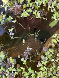 Image result for Wolffiella