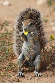 Via A Ground Squirel Eating A Flower In Kgalagadi Transfrontier National Park By Matthieu Gallet 500px Cute Squirrel Squirrel Animals
