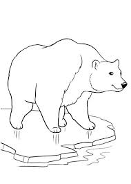 24 Disegni Di Orsi Da Colorare Pianetabambini It Orso Polare Disegni Orsi Polari
