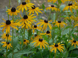 Image result for Rudbeckia hirta