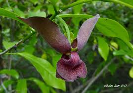 Image result for Monodora junodii