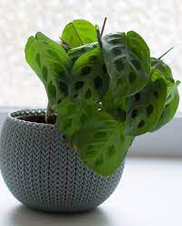 The tastiest of all edible flowers, nasturtiums attract bees and other pollinators, and they are popular for interplanting with cucumbers or tomatoes to deter pests. 25 Best Indoor Plants Easy Indoor Gardening Ideas