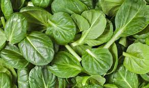 We did not find results for: Can Rabbits Eat Spinach Leaves And Stems Petsmentor
