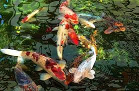 These realistic small koi can be customized as gifts. Koi Fish For Sale South Africa Planted Roots
