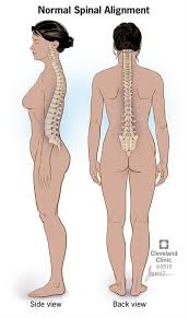 The bones of the back, together, make up the vertebral column. How To Improve Posture For A Healthy Back