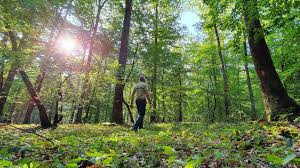 Jun 11, 2021 · une alerte enlèvement avait rapidement été diffusée et d'importants moyens policiers avaient permis de la retrouver cinq jours plus tard avec sa mère en suisse. Forets De L Aube Les Arbres Aussi Meurent De Coups De Soleil