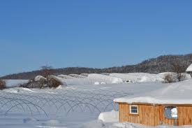 Tool Dude's Blog: Caterpillar Tunnels at Windflower Farm