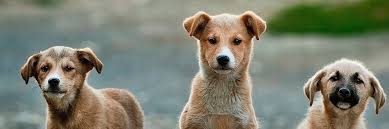 Want to have a bird as a pet? Animal Shelter Volunteer Street Animal Rescue 2021 Volunteer World