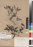 Image result for Rhoicissus revoilii