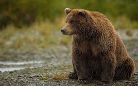 Maybe you would like to learn more about one of these? Grizzly Bear Backgrounds Wallpaper Cave