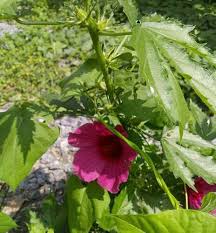Image result for Hibiscus cannabinus