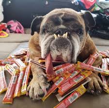 For example, you can search for the word large or havanese.. Zsa Zsa The English Bulldog World S Ugliest Dog Dies At 9 The New York Times