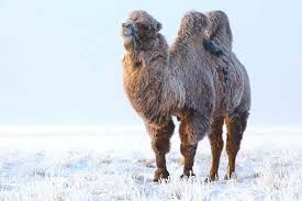 Bactrian camels, also known as mongolian camels, are mammals that appear in the lion guard universe. Genco Travels Mongolia Is The Land Of Bactrian Camel Facebook