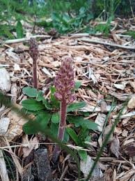 Image result for Orobanche
