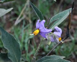 Image result for Solanum campylacanthum 'incanum type'