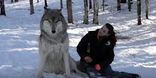 Giant Wolf Sits Down Next To This Lady Now Watch The Moment When Their Eyes Meet My Spirit Animal Me And My Dog Majestic Animals