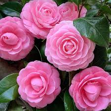 Pin On Flowers