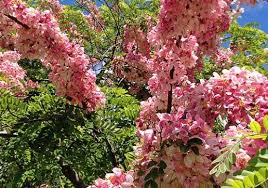 Photo Gallery The Rainbow Shower Trees Of Hilo On The Big Island Of Hawaii Flowering Trees Hawaii Island Tropical Garden