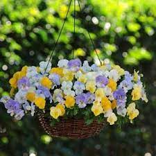 Cool Wave Pansy Seeds Growing Pansies From Seed Pansies Flowers Pansies Viola Flower