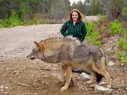 Owning A Wolf Is Nothing Like Owning A Dog Unlike Dogs They Often Run Away Scared Of Strangers Unlike A Dog They Can Ju Wolf Hybrid Dogs Wolf Dog Hybrid Dogs
