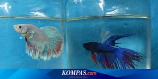 Kawinkan ikan laga 6 pasang. Serba Serbi Hewan Kenapa Ikan Cupang Mengeluarkan Banyak Gelembung Halaman All Kompas Com