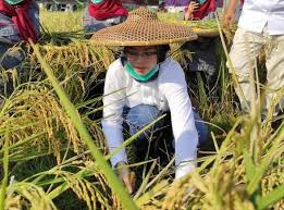 Wati janda cantik anak satu cari. Hari Tani Nasional 2020 Bupati Purwakarta Apresiasi Program Terobosan Kementan Fokus Lensa Fokuslensa Com