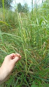Image result for Echinochloa ugandensis