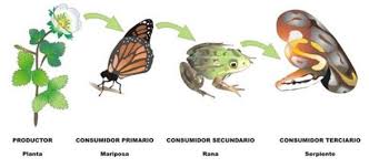 Food chain found in terrestrial habitat. Terrestrial Food Chain Links And Example Lifesjust Com