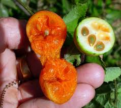 Image result for Coccinia