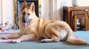 Maybe you would like to learn more about one of these? German Shepherd Dog Gsd Alsatian Breed Info Images Videos Faqs