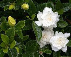 Gandharaj Gardenia Cape Jasmine Gardenia Jasminoides Carnation Plants Tropical Flower Plants Indoor Flowering Plants