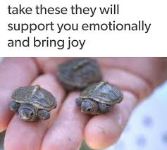170 Fresh Memes For Today 228 Funnyfoto Turtles Funny Cute Funny Animals Funny Animals