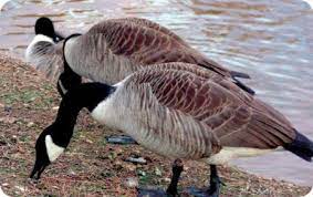 You don't want the cat to be able to scale a deck or tree to easily access the bird feeder. Deter Geese Wild Birds Unlimited Wild Birds Unlimited