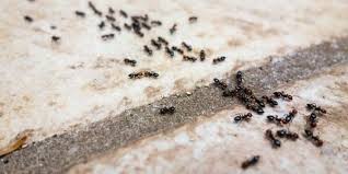 We have extensive experience with pest control queens, and brooklyn ny. Pest Control In Bay Shore New York Suburban