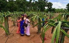 Round to 2.5 to 3 inches. Karnataka S Growing Expertise In Dragon Fruit Cultivation The Hindu