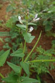 Image result for Cleome macrophylla