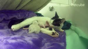 11 Facts You Should Know About Mommy Cats