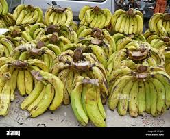 Image result for Musa paradisiaca