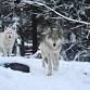 Wolves of North America event image