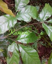 Image result for Allophylus abyssinicus