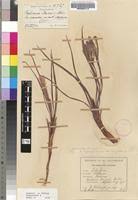 Image result for Babiana bainesii