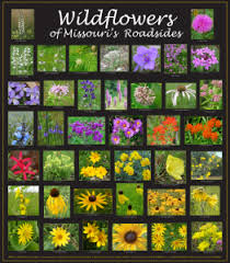 Info@moprairie.org | outreach or educational inquiries: Roadside Wildflowers Poster Missouri Native Plant Society