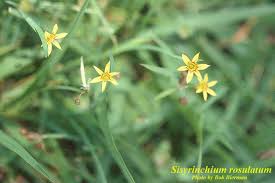 Image result for Sisyranthus