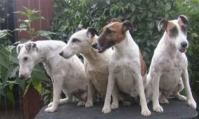 Image result for foxteriér hladkosrstý