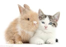 White with red eyes baby netherland dwarf buck. Pets Blue Eyed Tabby And White Kitten And Baby Bunny Photo Wp40292